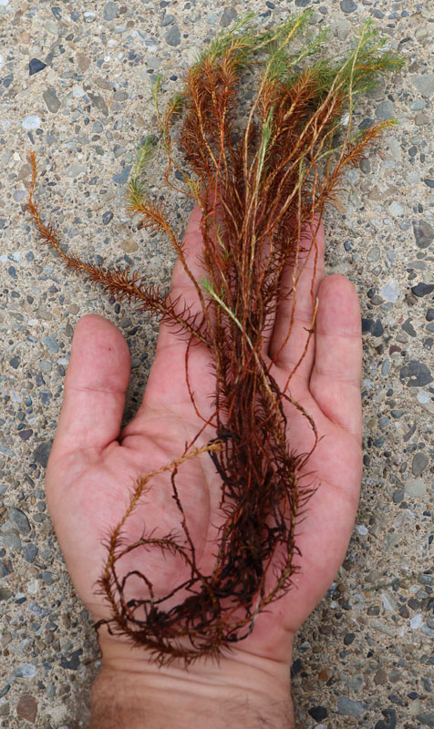 Polytrichum commune